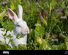 Image result for Cute Bunny Rabbit Clip Art