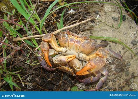 Crab. Crabs Mating Mated Animals. Mating Systems in Sexual Animals. Animals Mating. Close Up ...