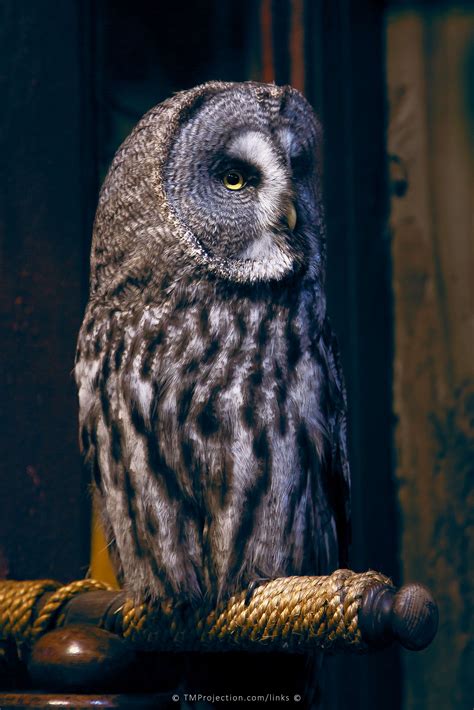 Harry Potter Owls by TMProjection-com on DeviantArt