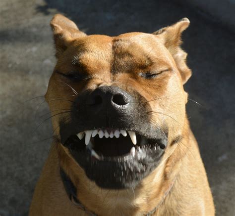 Dog Reverse Sneezing