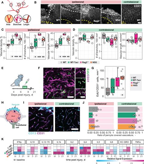 Frontiers | Molecular and anatomical roadmap of stroke pathology in ...