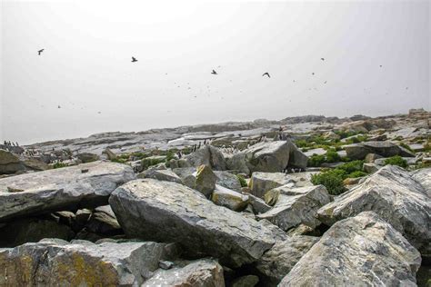 Secrets Of Maine's Machias Seal Island | TouristSecrets