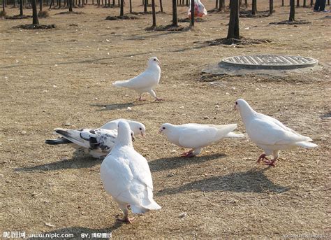 信鸽 鸽子摄影图__鸟类_生物世界_摄影图库_昵图网nipic.com