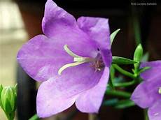 fiori lilla nomi indice alfabetico delle piante e fiori presenti nel sito fiori lilla nomi indice alfabetico delle piante e fiori presenti nel sito