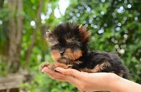 Image result for What Is the Best Teacup Dog Breed