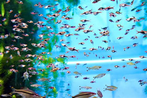 Image result for Fish Breeding