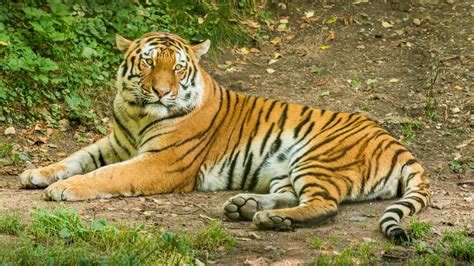 Top 10 Most Endangered Species In India: Bengal Tiger, Snow Leopard ...