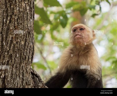 Costa rican capuchin monkey hi-res stock photography and images - Alamy