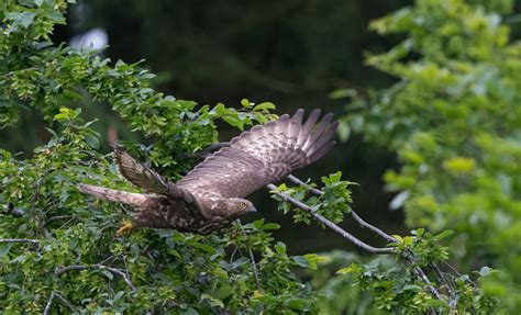 European honey-buzzard – Flight for Survival