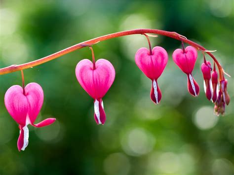 Bleeding Heart Flower Bleeding Heart Plants For Sale Buying