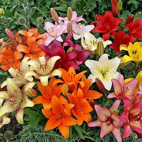 Flower Bulbs India, Buy Bulbs Online for Garden – Radhakrishnaagriculture