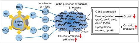 Inhibitory Effects of Surface Pre-Reacted Glass Ionomer Filler Eluate ...