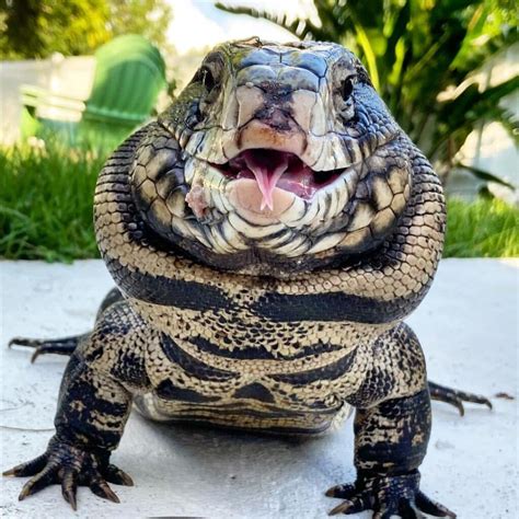 How Big Can A Lizard Grow at Arnulfo Vandiver blog