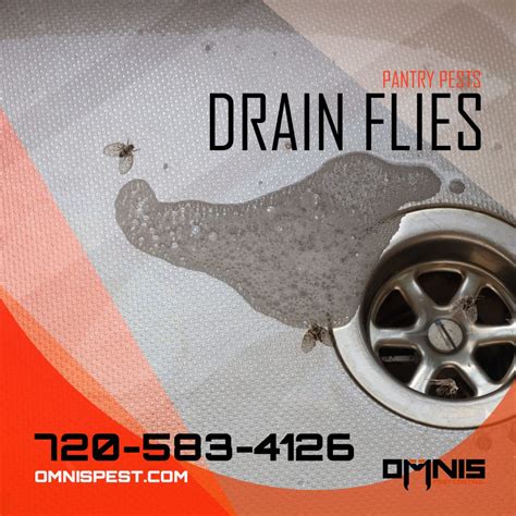 Drain Fly Control - Pantry Pests - OMNIS Pest Control