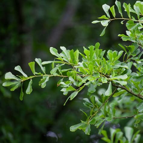 Water Oak Tree | Plant Addicts