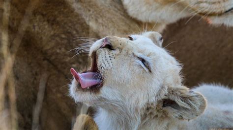 White Lions Cubs