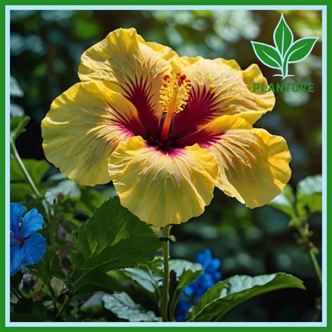 Yellow Hibiscus Care: Everything You Need to Know - Plantove.com