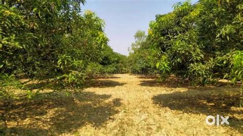 Near Rajahmundry Adb ROAD Agriculture farm land for sale 16.5Lakhs ...