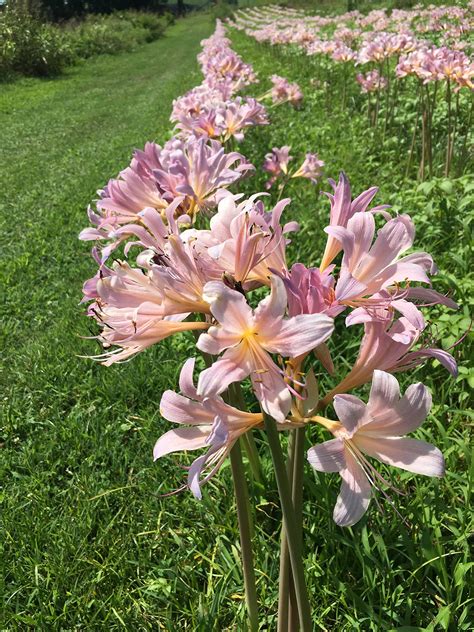 Amazon.com : 3 Bareroot Pink Spider Lily/Surprise Lily/Naked Lady Lily ...