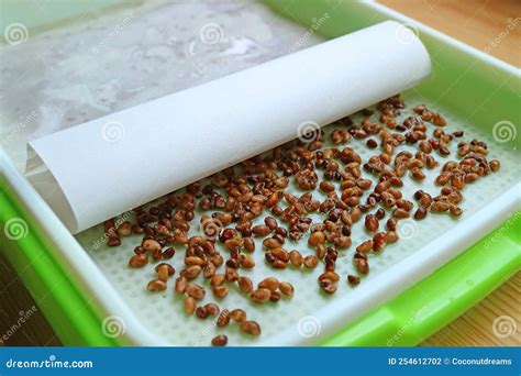 Cover Water Spinach Seeds that Spread in Hydroponic Microgreens Growing ...