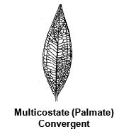 The Leaf: Types of Leaves, Phyllotaxy, Venation & Modifications of ...