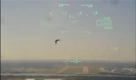 Navy jet crashes into Texas neighborhood after colliding with bird: Video