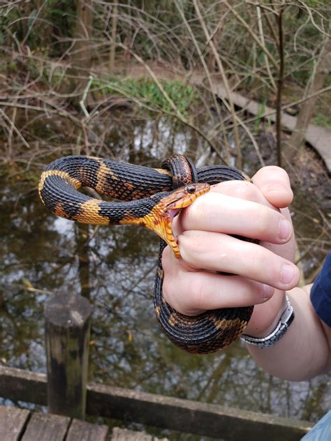 A broad-banded water snake chewing on my bf. : r/herpetology