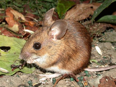 Bloodthirsty wild animal best blog: What wild animals eat mice