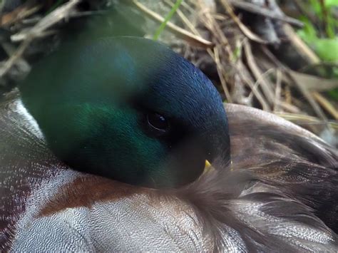 Birding with an E‑M10 Mark IV + Oly 100-400 : r/M43