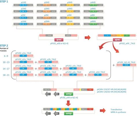 Entry #27 by saliyachaminda for re-draw a jpeg image in illustrator ...