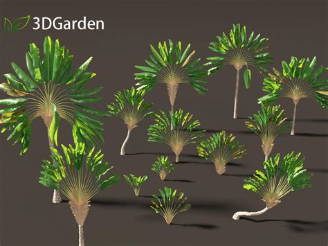 Ravenala Madagascariensis - Travelers Palm 3D Model by 3dgardenplants