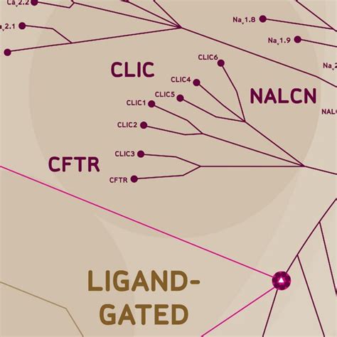PrecisION™ Ion Channel Cell Lines, Membrane Prepartions & Ready-to ...