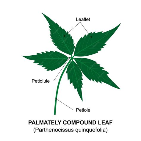 Premium Vector | Palmately compound leaf Diagram of a compound leaf ...