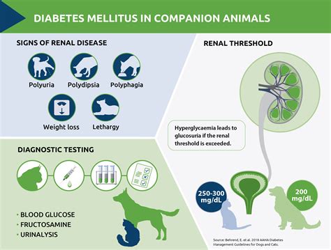 Decoding diabetes mellitus in dogs and cats - NationWide Laboratories