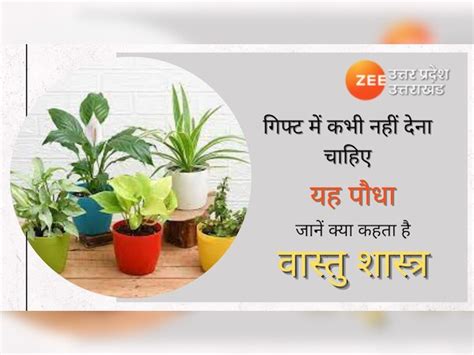 Vastu Shastra Tips never gift money plant to a friend or relative or ...
