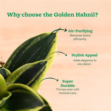 Buy Premium Golden Hahnii Snake Plant Online in India | Ugaoo