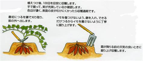 Image result for Script Example Intro