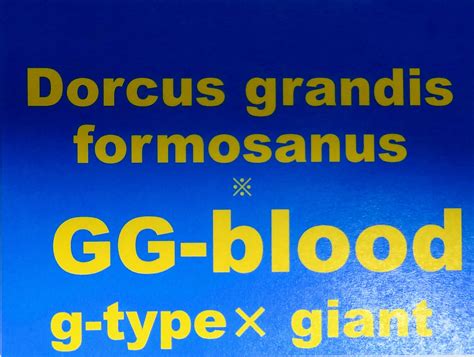 《GG血統》台湾オオクワガタ 71.5mm 単品 タイワンオオクワガタ | insect shop Deep Purple