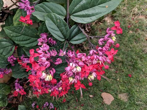BeGrin Red Bleeding Heart Vine Live Plant Clerodendrum Glory Bower Bag ...