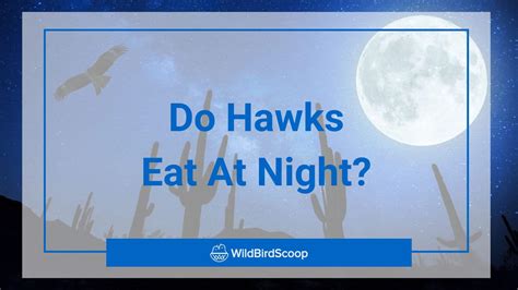 Do Hawks Eat At Night? [Hawk Hunting Habits]