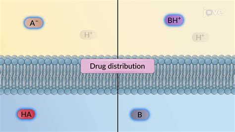 What Is Drug Absorption In Pharmacology at Edith Drum blog