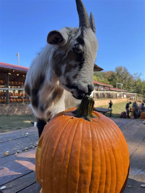 You can carve your pumpkins with goats at Spring Haven Farms in Chapel ...