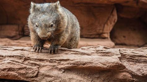 Australian Animals In Trees at Colton Larson blog