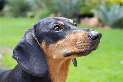 National Dachshund Day | Brentwood Animal Hospital