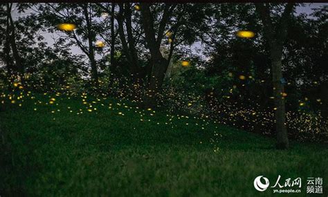 【西双版纳网红打卡地】萤火虫，才是记忆里最美的夏天，一定要来这里看！_植物园