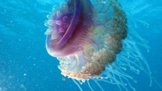 Image result for SQL Set