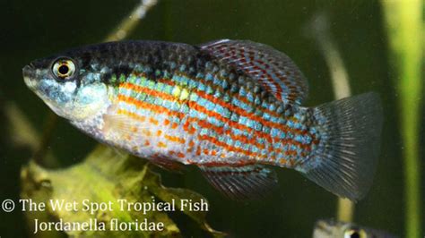 Melanotaenia affinis - Tropical Freshwater Fish For Sale Online