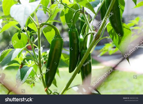 Jalapeno Pepper Plant