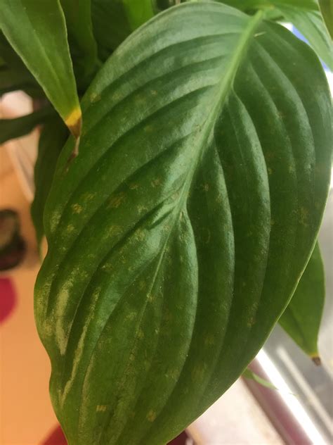What’s up with this peace lily leaf? : r/plantclinic