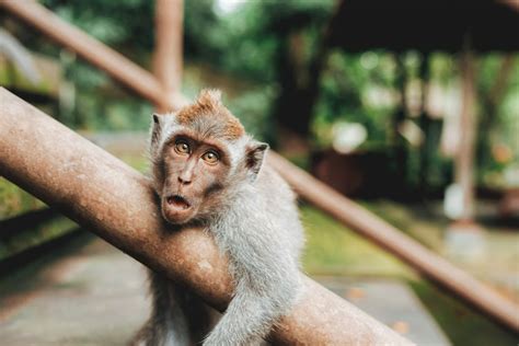 Discover the Unique Animals in Bali and Their Natural Habitats